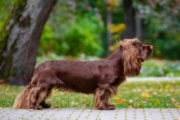 Adorable young brown Sussex Spaniel posing in a park