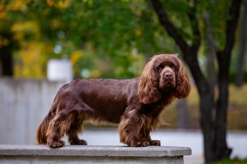 Adorable young brown Sussex Spaniel posing in a park