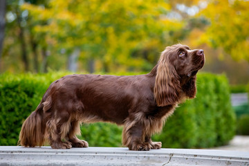 Adorable young brown Sussex Spaniel posing in a park