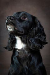 Black English Cocker Head and Shoulder