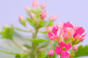 airy kalanchoe flower