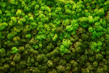 Fotobehang Rendier groen mos textuur voor decoratie, creatieve achtergrond. © kyrychukvitaliy