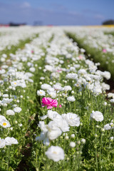 Obraz premium pink in a field of white