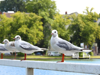 seagulls stay in line on docks near water