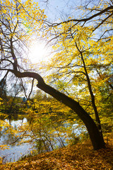 Colorful autumn Nature with old big Trees about River Sazava in Central Bohemia, Czech Republic