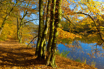 Colorful autumn Nature with old big Trees about River Sazava in Central Bohemia, Czech Republic