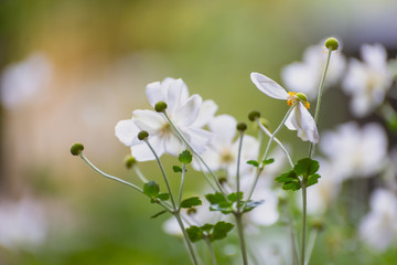 white Japanese anemone flowers blooming in Fall
