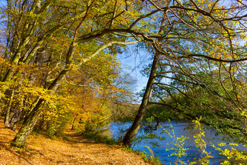 Fototapeta na wymiar Colorful autumn Nature with old big Trees about River Sazava in Central Bohemia, Czech Republic