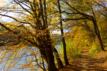 Fototapeta premium Colorful autumn Nature with old big Trees about River Sazava in Central Bohemia, Czech Republic