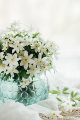 White flowers in a vase on a white background.