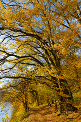 Colorful autumn Nature with old big Trees about River Sazava in Central Bohemia, Czech Republic