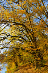 Fototapeta premium Colorful autumn Nature with old big Trees about River Sazava in Central Bohemia, Czech Republic