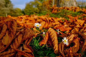 gänseblümchen im Laub 2