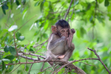 可愛いサル