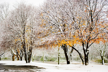 Fototapeta premium Autumn's golden leaves gleam through winter's first snowfall