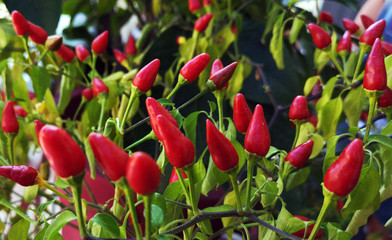 Red hot chili jalapenos on a branch of a bush