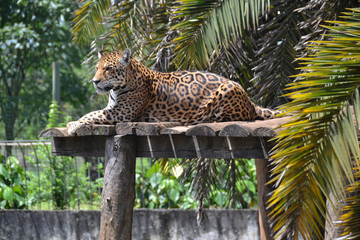 leopard in tree © @pedroefotos