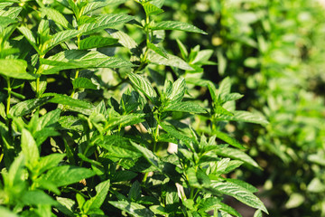 Fototapeta na wymiar Green fresh Mint Plant Grow Background. Peppermint leaves pattern layout with spearmint herbs. Mint leaves harvest for food, cocktails, mojito, seeds, essential oils traditional Alternative medicine.