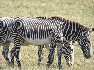 Fototapeta na wymiar Herd of Zebras
