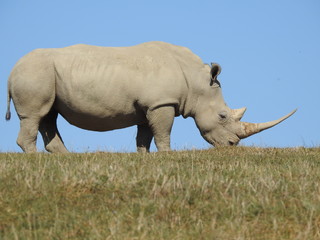 Rhino on Grass