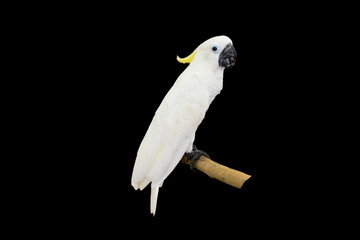 parrot on black background