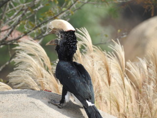 Hornbill Safari
