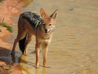 Jackal in Water