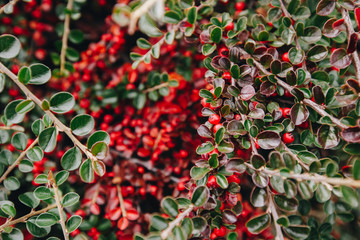 Cotoneaster conspicuus (Tibetan cotoneaster). Autumn bush with juicy red berries, autumn background