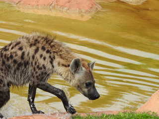 Hyena Water