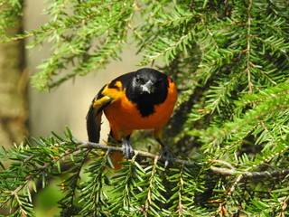 Oriole in Tree