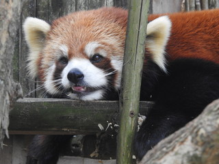 Red Panda Relaxing