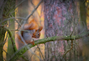 squirrel in the autumn forest