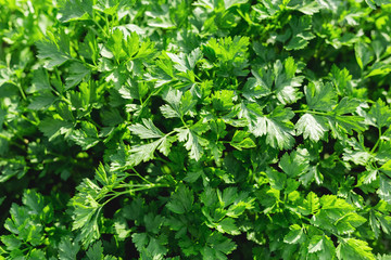 Parsley in farmer's garden for food or medicine. Good green organic parsley plants grows in the open ground. Young fragrant leaf growing. Parsley herb leaf background, harvest. top view.