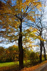 Colorful autumn Trees in the Landscape of the central Bohemia, Czech Republic