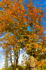 Colorful autumn Trees in the Landscape of the central Bohemia, Czech Republic