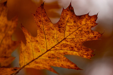 autumn oak leaf