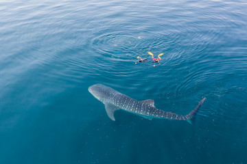 A whale shark, Rhincodon typus, slowly swims near the surface feeding on krill in Indonesia. This...