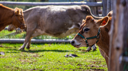 The Profile of a Brown Cow