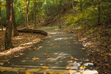 camino de madera entre hojas de otoño