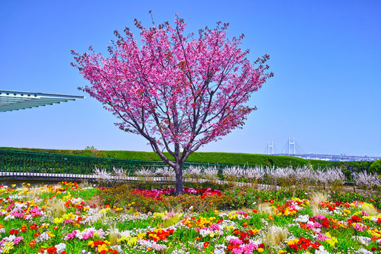 港の見える丘公園 Images Browse 466 Stock Photos Vectors And Video Adobe Stock