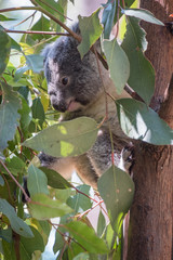 Koala baby in a gum tree 
