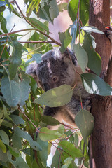 Koala baby in a gum tree 