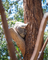 Mum and Baby in a tree 