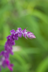 Obraz premium 植物