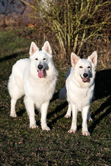 couple de bergers blancs suisses