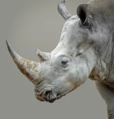 Gordijnen A rhino portrait photo showing head details including its sharp horn, small eye and textured skin.  © Carolyn