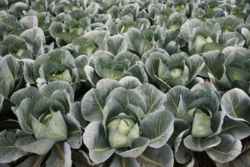 Organic cabbage field with super healthy heads