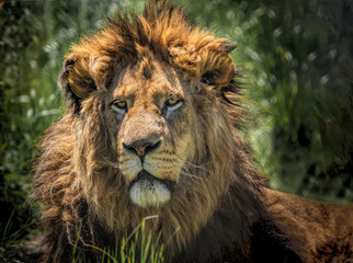 A lion with a thick orange mane sitting in grass watching and waiting. 