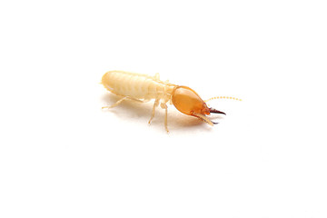 Close up of the Small termite on white background. Side view og the Termites isolate on white background.