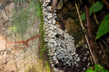 Accumulation of fungus Fairy inkcap (commonly known as trooping crumble cap, Coprinellus disseminatus, Coprinus disseminatus), growing on a stump